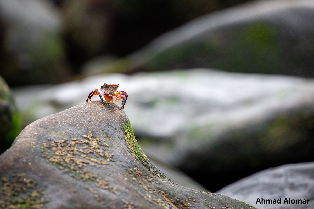 A small red and orange crab stands alone on a rock.